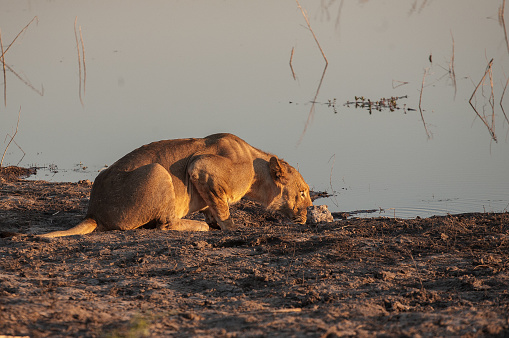 A wild lioness drinking water at Lake Ihaha in Botswana. The photo was taken early morning in the Chobe National Park.