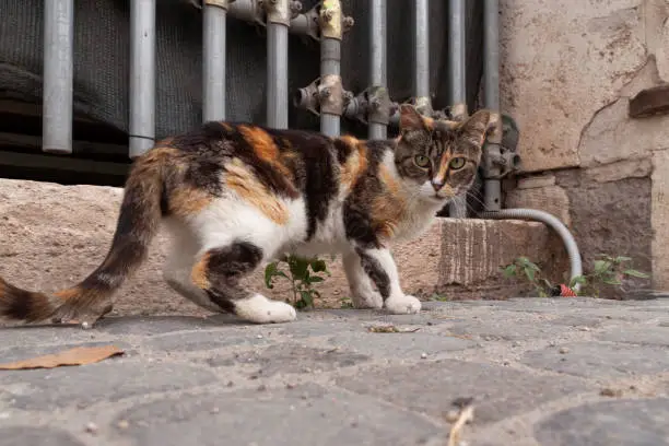 Photo of A stray cat watches the camera attentively, Rome