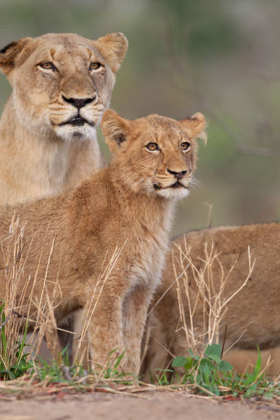 istock Wild lion cubs relaxing in their pride 1272268031