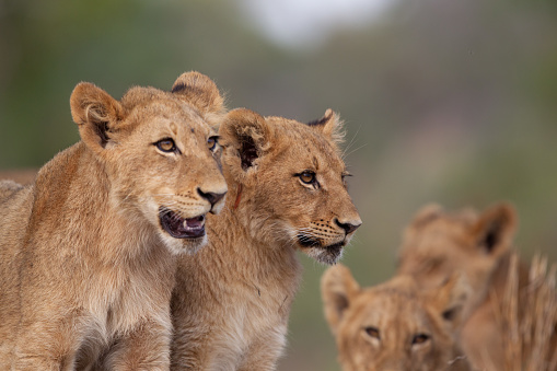 Asiatic Lion in a national park in India. These national treasures are now being protected, but due to urban growth they will never be able to roam India as they used to.