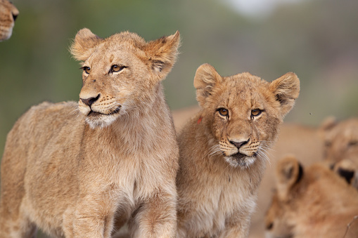 Wild lion cubs relaxing in their pride in the savannah plains of the wild african bush.