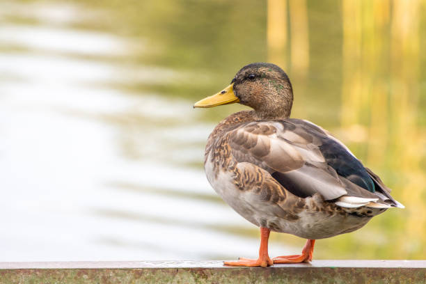 istock male mallard stands on a railing at a lake 1272268359