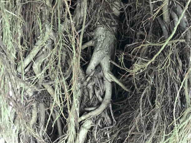 istock Aerial Root of Banyan Tree 1272268535