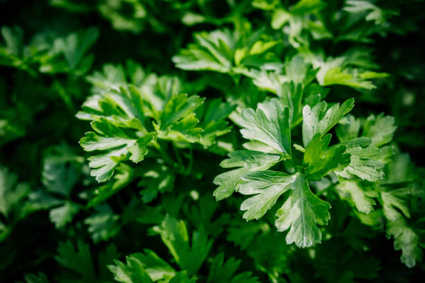 perejil orgánico verde fresco o ramas y hojas de querubines en un jardín. fondo veraniego. - perifollo fotografías e imágenes de stock