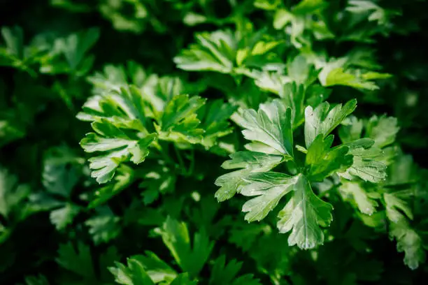 Fresh green organic parsley or chervil branches and leaves in a garden.