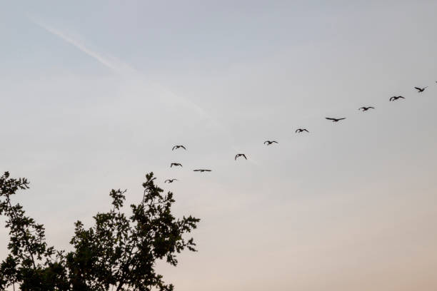 istock group of flying geese, cloudy sky as background 1272269663