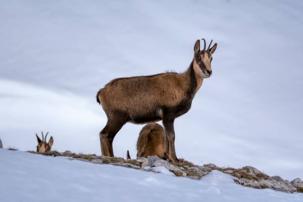 istock Chamois in the snow 1272270471