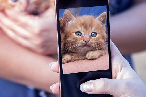 Owner takes photos of red kittens with his phone