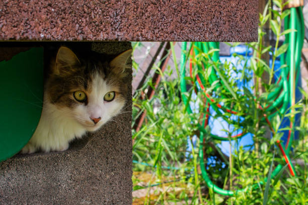 Norwegian Forrest Cat sitting in a brick grill; the cat is spectating it's environment