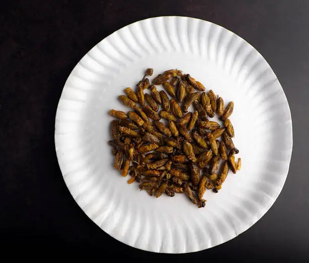 Photo of crispy cricket snack on white plate , good food for healthy lifestyle