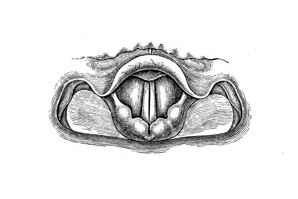 소리가 생성될 때 후두 이미지 - laryngoscopy stock illustrations