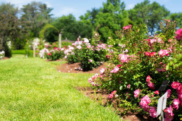 istock elizabeth Park rose garden west hartford connecticut 1272274121