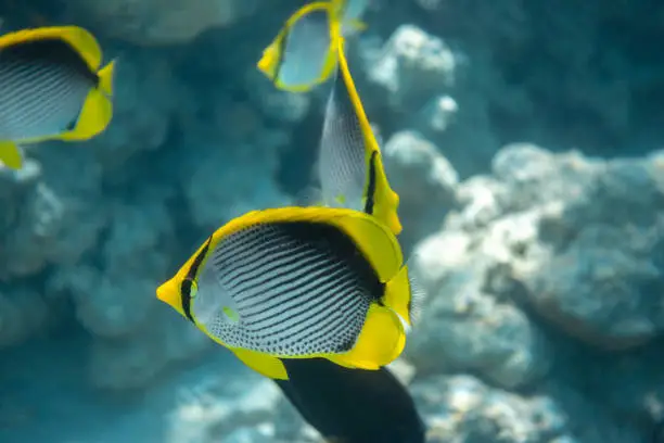Blackback butterflyfish (Chaetodon melannotus) near in the ocean water. School of tropical fish with black, yellow and white stripes in Red Sea, Egypt.