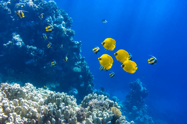 在珊瑚礁附近的海洋中,有面具的蝴蝶魚(柴頓半拉瓦圖斯)。紅海有黑色和黃色條紋的五顏六色的熱帶魚。 - 蝴蝶魚 個照片及圖片檔