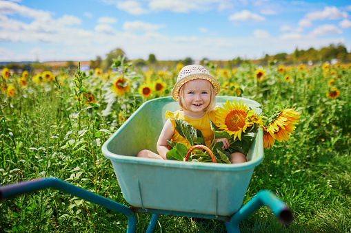 Adorable toddler girl in straw hat sitting in wheelbarrow near sunflower field at farm. Farming and gardening for small children. Outdoor summer activities for little kids
