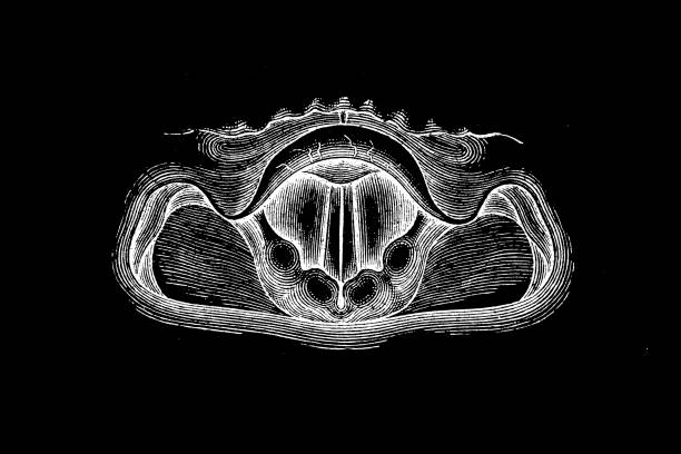 소리가 생성될 때 후두 이미지 - laryngoscopy stock illustrations