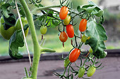 ripe and green small oval tomatoes growing on vine in greenhouse