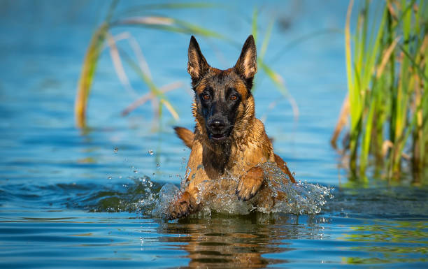 Young dog jumps and plays in blue water on a background of reeds
