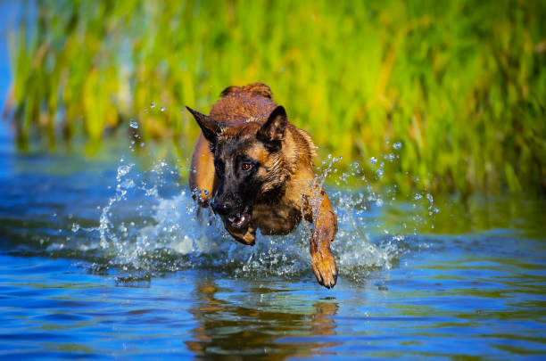 istock Young belgian shepherd dog playing in water 1272278255