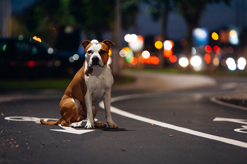 Amstaff dog is sitting at the night city street