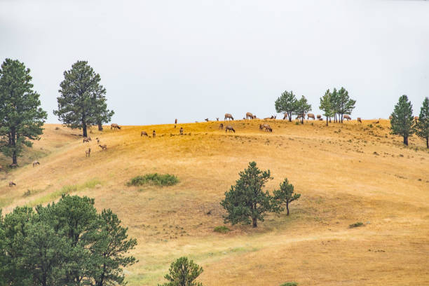 wide shot of black-tailed deer in foggy Point Reyes National Seashore