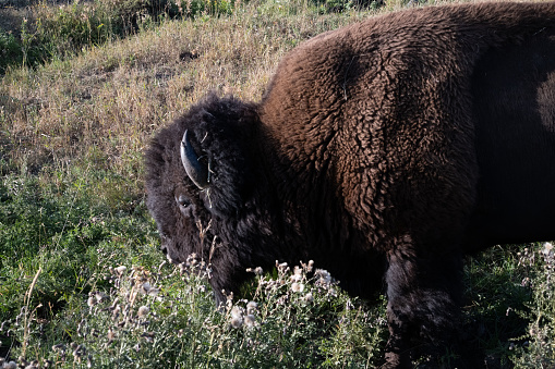 Lone bison bull walking to his next grazing spot.