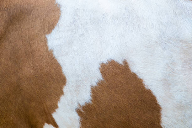 istock Cowhide of a calf 1272279890