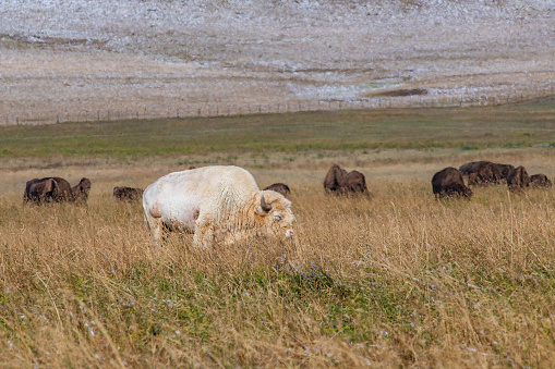 White buffalo crazing in Montana USA