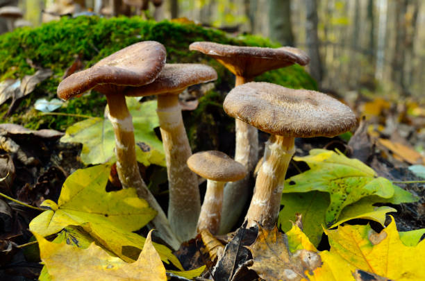 istock Wild forest mushrooms grow in the autumn forest 1272280608