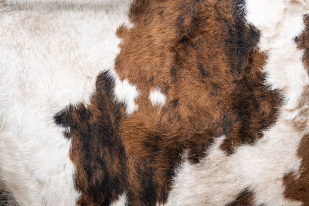 istock Cowhide of a calf 1272280718