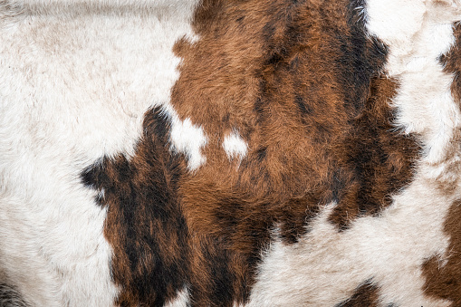 Cowhide of a calf texture background