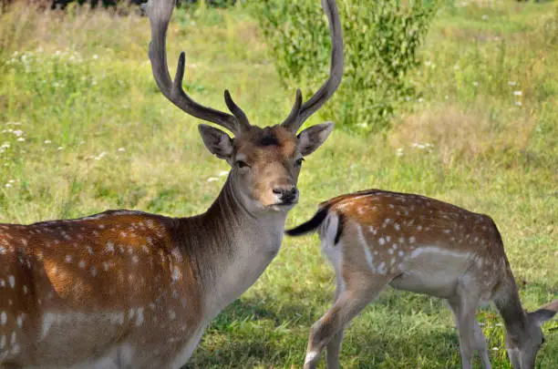 Photo of Young deer frolic in the pasture among the green grass