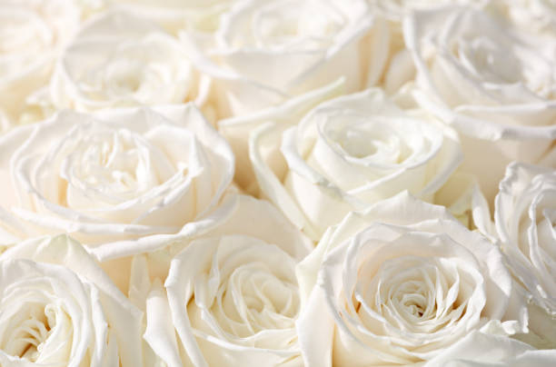 istock close-up of white pastel rose 1272280807