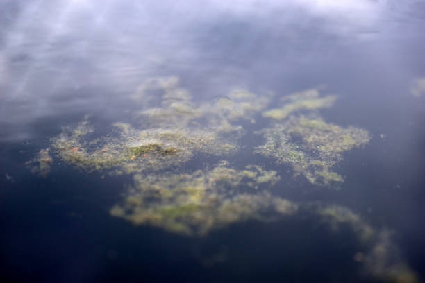 istock Water surface with reflections in the swamp 1272280833