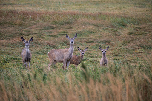Deer family stops grazing to look at camera in western USA, Montana