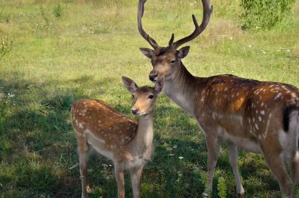 Photo of Young deer frolic in the pasture among the green grass