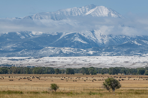 Snow covered mountains in western USA with large herd of cattle grazing below