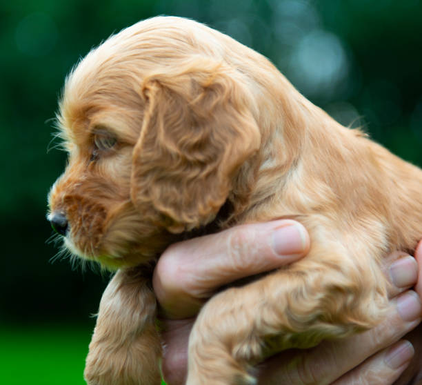 istock PoV of puppy looking to camera 1272281025
