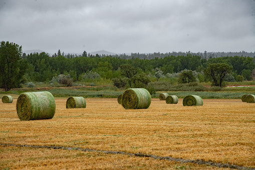 A rainy day agriculture farm in western USA with large bales of grass hay.