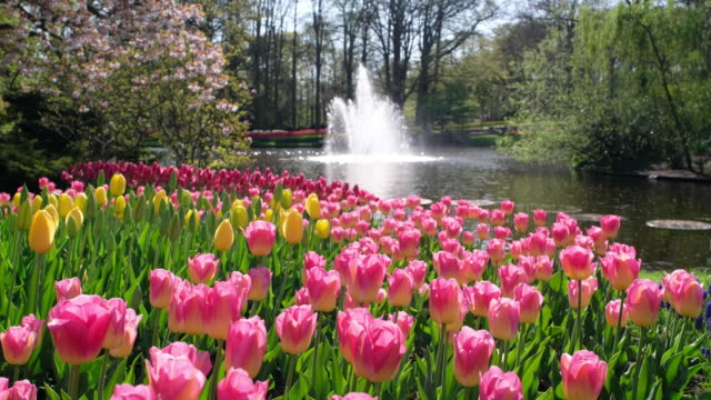 Tulips with fountain