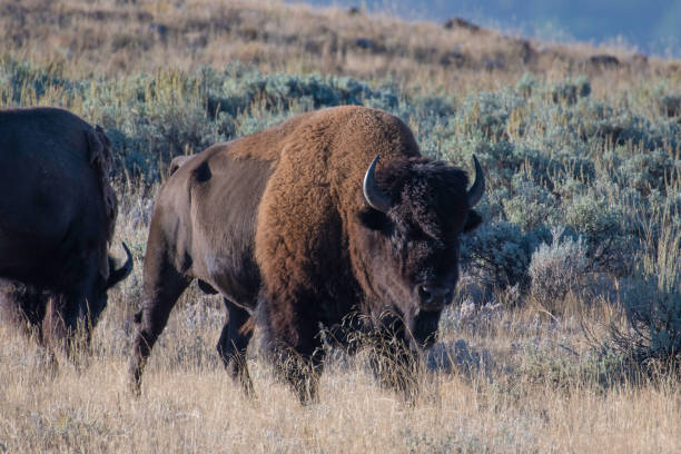 istock Bison bull and bison cow on a hilltop in Yellowstone 1272283307