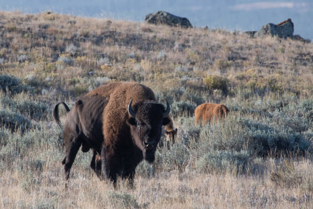istock Bison bull and bison cow on a hilltop in Yellowstone 1272283324