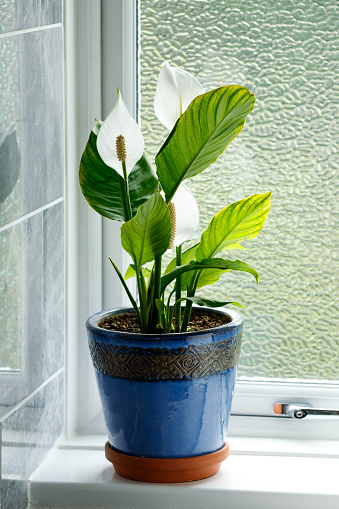 Peace Lily Spathiphyllum spp. Houseplant growing in clay pot on bathroom windowsill.