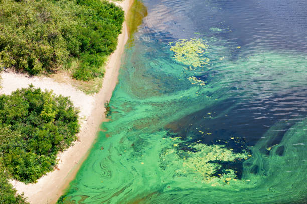 The coast on the surface of the river is covered with a pellicle of blue-green algae, copy space. Blue-green algae cover the surface of the flowering water river with a film along the coast. River water pollution. Environmental problems. Copy space. algal bloom stock pictures, royalty-free photos & images