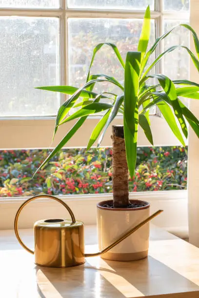 Yucca indoor plant next to a watering can in a beautifully designed home or apartment interior.