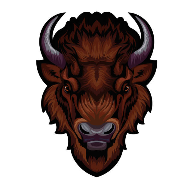 ilustrações de stock, clip art, desenhos animados e ícones de mascot. vector head of buffalo - bisonte