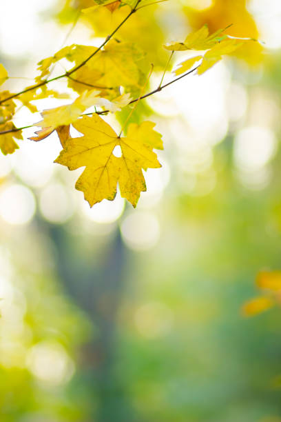 istock Yellow maple leaves on a blurred background. Autumn background with maple leaves. Creative wallpapers. Copy space 1272284930