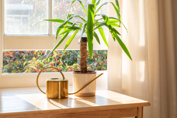 House plant in the window inside a beautiful new home or flat Yucca indoor plant next to a watering can in the windowsill in a beautifully designed home interior. yucca stock pictures, royalty-free photos & images
