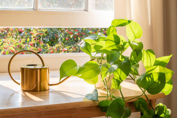 Potted Devils Ivy plant inside a beautiful new flat or apartment. Indoor Golden pothos houseplant next to a watering can in a beautifully designed home interior. ivy stock pictures, royalty-free photos & images