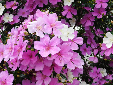 Manacá-da-serra plant, of pink and white flowers, covered by raindrops